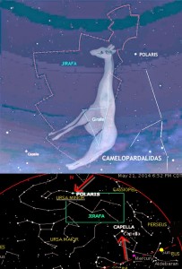 Constelación de la Jirafa (Camelopardalis)