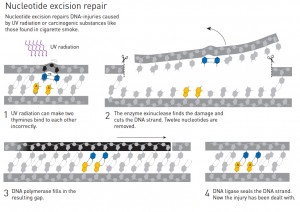 Reparación por escisión de nucleótidos